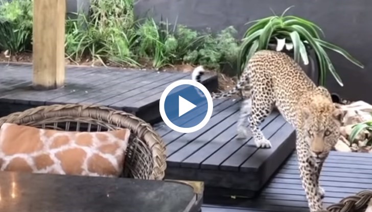 Маймуните в близките дървета да надават предупредителни крясъци