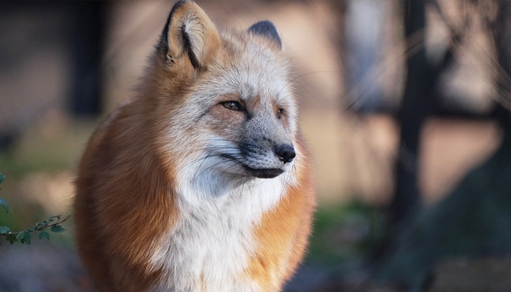 Пожарникари търсят рунтавия натрапник / снимката е илюстративна / Пожарникари търсят рунтавия натрапник / снимката е илюстративна /
