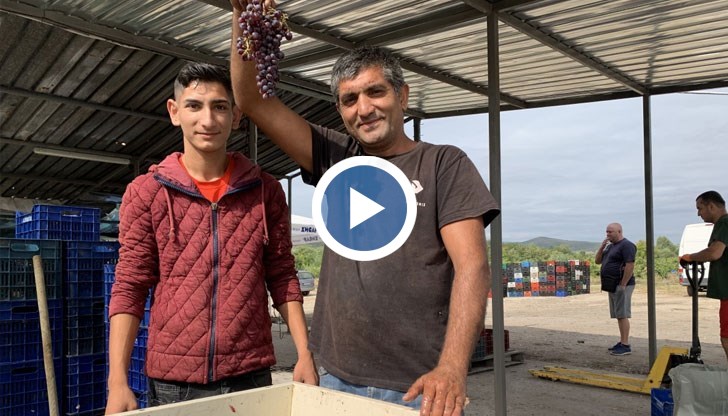 Местните вярват, че на високосна година гроздето е по-сладко