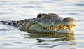 3-метров крокодил уби за секунди небрежен плувец