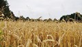 Добивите от жито рекордно ниски за последните 5 години