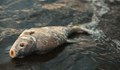 Мъртва риба в река Тунджа