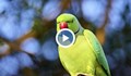 Нашествие от зелени папагали в Истанбул
