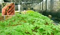 Русенски земеделец печели завидно от производство на женшен