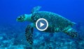 Застрашен вид морски костенурки в Тихия океан (ВИДЕО)