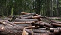 Дърводобивът е пред колапс, 40% от фирмите спряха работа