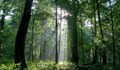 Старите гори на България спечелиха вота на европейските граждани в наградите на "Натура 2000"