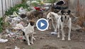 Квартал в Смолян на бунт срещу кучета, нападащи деца и възрастни
