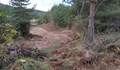 АБВ алармират за нова сеч в борова гора на Витоша