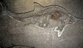 Учени откриха останки от древен ихтиозавър
