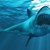 Издирват сърфист, нападнат от акула в Австралия