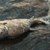 Мъртва риба в река Тунджа