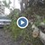 15-метрово дърво се стовари върху автомобил в Бургас