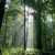 Старите гори на България спечелиха вота на европейските граждани в наградите на "Натура 2000"
