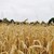 Трагичен спад на добивите от пшеница в Силистренско