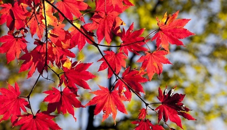 Денят ще започва с температури между 5° и 10°, като преди обяд на места в източните райони, в котловините и по поречието на Дунав ще има мъгла Денят ще започва с температури между 5° и 10°, като преди обяд на места в източните райони, в котловините и по поречието на Дунав ще има мъгла