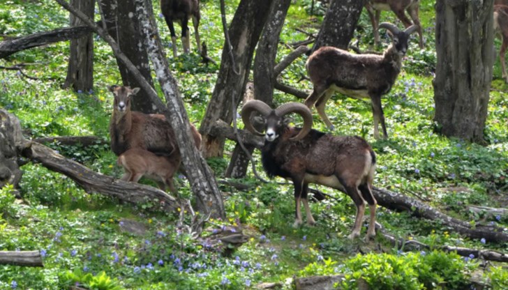 У нас работят десетки горски и ловни стопанства, които са под шапката на 6 държавни предприятия, стопанисващи горските територии на страната. За всеки един от тези ловни паркове могат да бъдат сключвани договори за партньорство с частни фирми след проведен конкурс