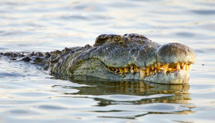 Зоната, където мъжът решил да влезе във водата, е забранена за къпане и за всякакви други водни занимания именно заради дебнещите под вода крокодили