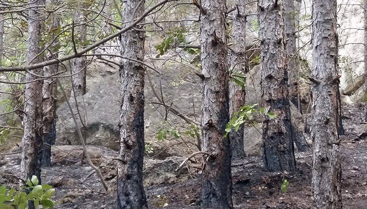 Решението за сечта от общинския горски фонд беше прието на последното заседание на местния парламент в Ценово Решението за сечта от общинския горски фонд беше прието на последното заседание на местния парламент в Ценово