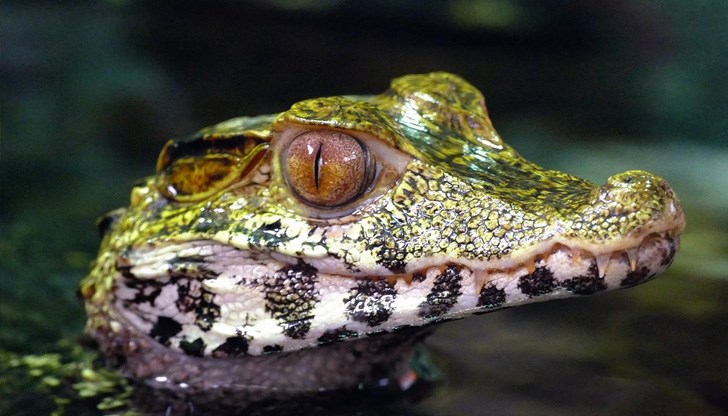 Поне 100 вида животни изчезват всеки ден заради бракониери