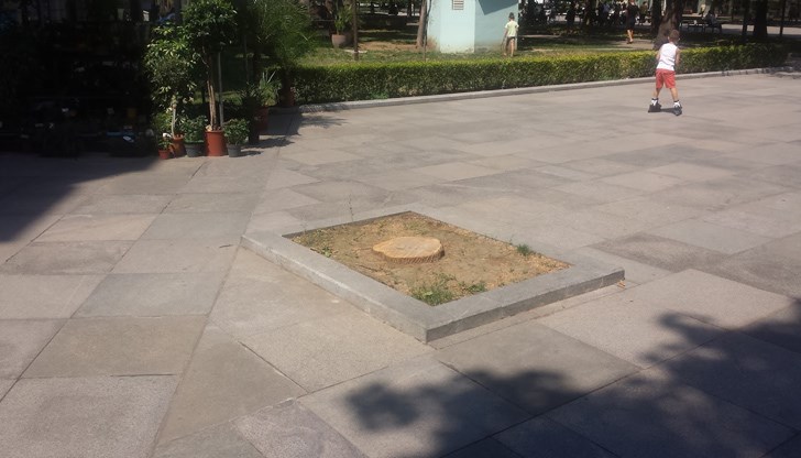 Догодина започва масово засаждане на дървета по улиците Догодина започва масово засаждане на дървета по улиците