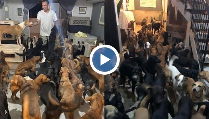 Доброволецът Рикардо Пиментел прибрал 300 кучета и десетки котки
