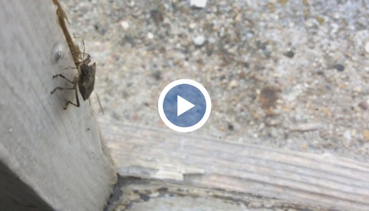 В тези дни, преди да застудее, миризливката е особено активна, защото си търси пролуки, където да се скрие и да презимува