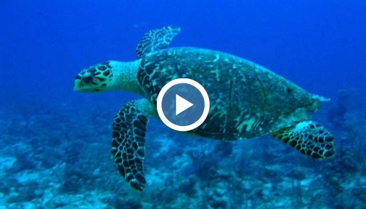 Ястребоклюните костенурки в Тихия океан са пред заплаха от изчезване