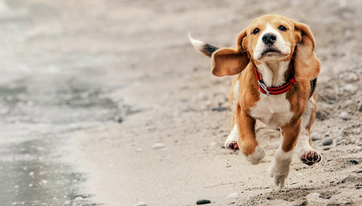 Животното изминало 60 километра, за да стигне до дома си Животното изминало 60 километра, за да стигне до дома си