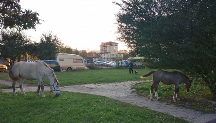 Подплашен кон е съборил на земята жена, потрошили и паркирани наблизо автомобили Подплашен кон е съборил на земята жена, потрошили и паркирани наблизо автомобили