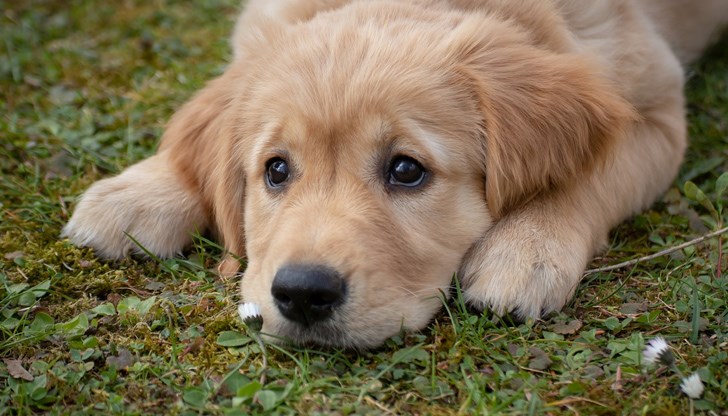 Докато кучето играело на свобода, до него спряла „Лада“, от която оръжието си насочил 61-годишният тогава пенсионер по болест, а след като го застрелял, потеглил по пътя си