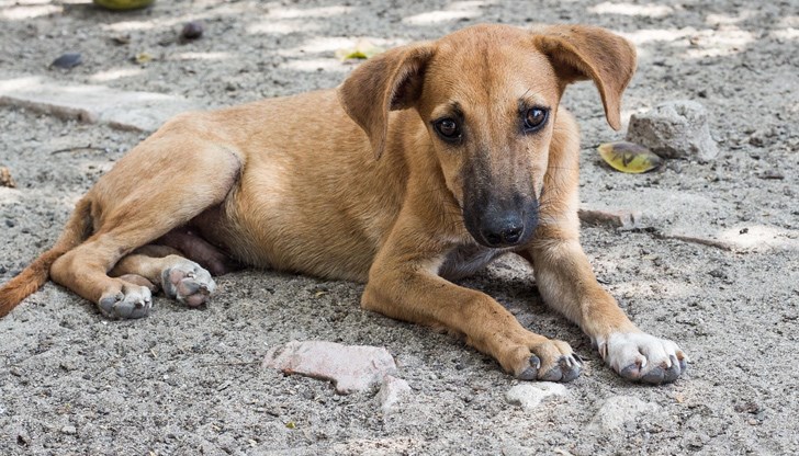 Миналата година в Просена мъжът стрелял по две кучета, като мъжкото куче издъхнало от раните си, а другото останало живо, но получило тежки увреждания Миналата година в Просена мъжът стрелял по две кучета, като мъжкото куче издъхнало от раните си, а другото останало живо, но получило тежки увреждания