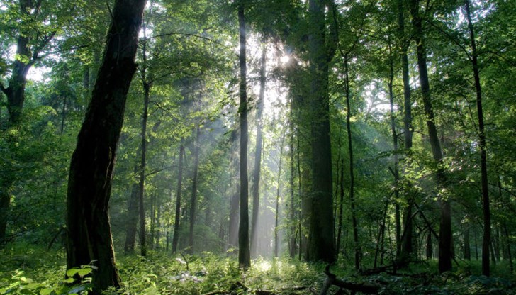 Българските стари гори получиха заслужено отличие като спечелиха вота на европейските граждани за забележителни достижения в управлението и опазването по „Натура 2000“ – мрежата на Европейския съюз (ЕС) от защитени природни обекти