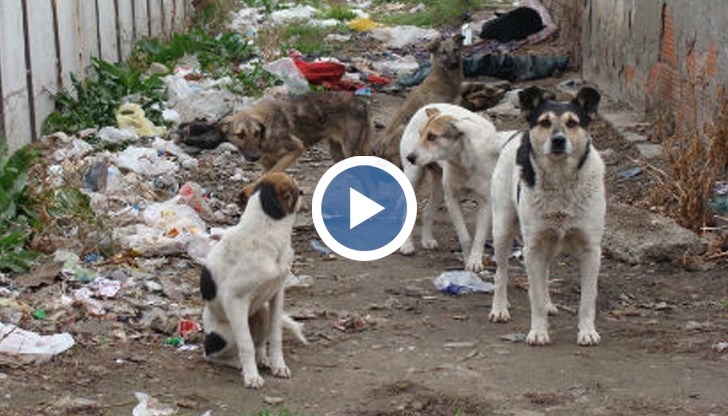 Устовката Диана Гайдова е принудена да си прибира детето от училище, за да го пази от агресията на бездомните кучета