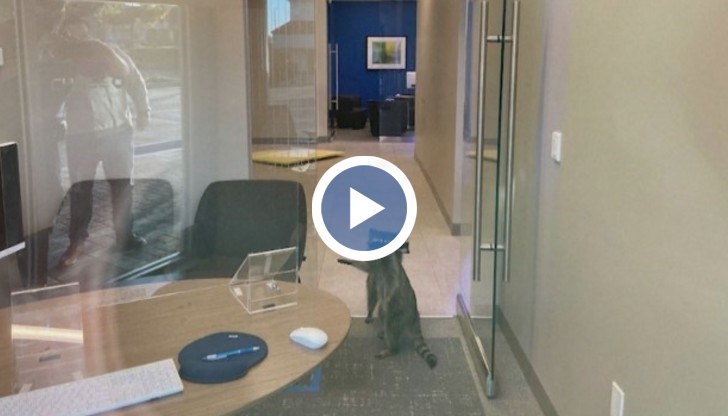 Незнайно как животните са проникнали в офиса и се разхождали вътре на воля