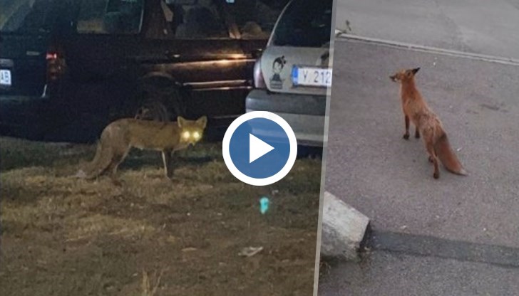 Какво правят лисиците в града, трябва ли да се пазим от тях?