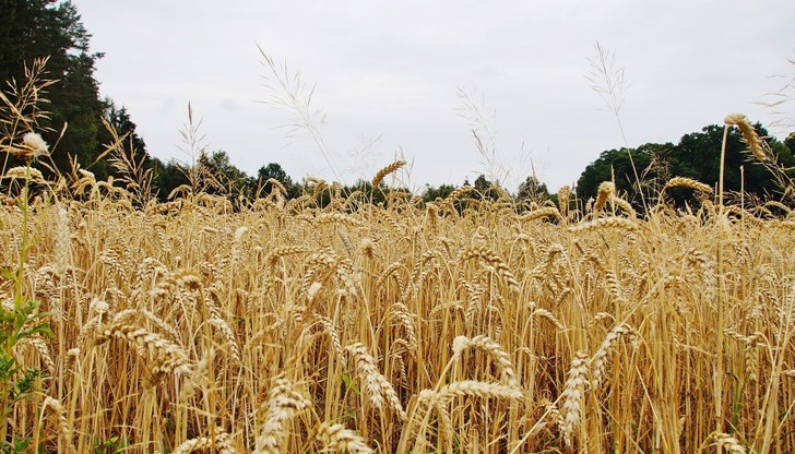 Най-драстичен е спадът в област Добрич – минус 68%. Това показва анализ на Министерството на земеделието за реколтата от пшеница по области