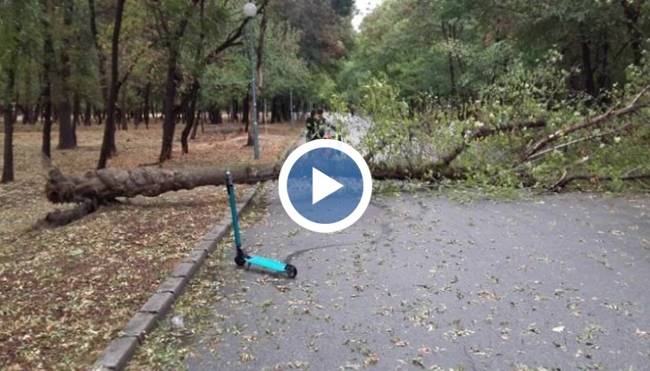 Преди седмица в същия парк падна дърво върху спортна площадка. За щастие тогава нямаше пострадали