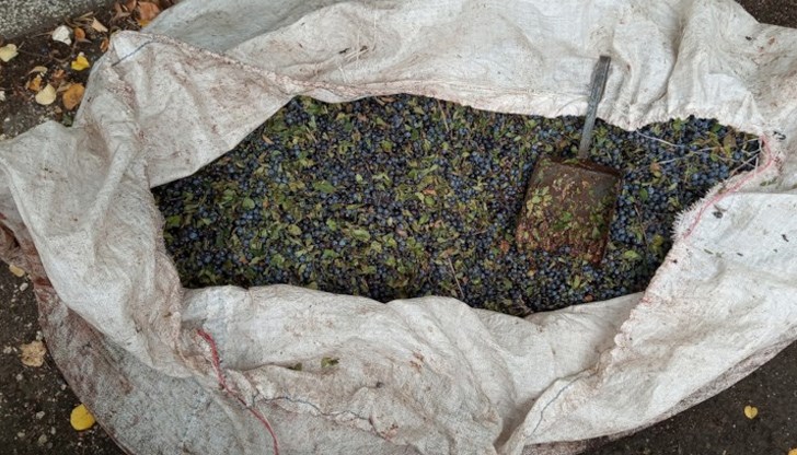 Експерт на екоинспекцията е установил, че добитите билки са плод трънка (Prunus spinosa), с тегло 290 килограма. Те са предадени за изсушаване и отговорно пазене на фабрика, извършваща сушене и пакетиране на плодове