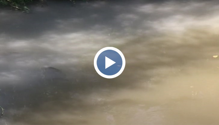 Въпреки сигналите на гражданите от РИОСВ твърдят, че превишения на нормите не били установени и нямало опасност за екосистемата