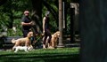 Учени: Разходката на куче в парка крие висок риск от зараза с COVID-19
