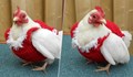 Продават коледни пуловерчета за кокошки