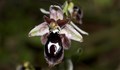 Британските власти сигнализираха МВР за незаконна търговия с диви орхидеи в Еленско