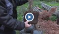 Стотици дръвчета са засадени заедно със саксиите в Разград