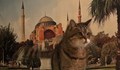 Почина котето - символ на "Света София" в Истанбул