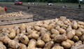 Как в Германия се печели от картофи, а в България се чака на субсидии?