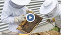 Защо пчеларите не се разболяват от COVID-19?