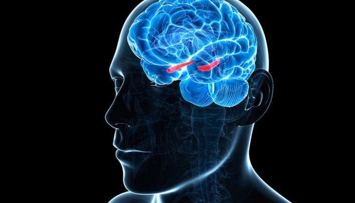 Учените изследвали клетки в темпоралния лоб, област намираща се дълбоко в мозъка, която е от съществено значение за формирането на паметта