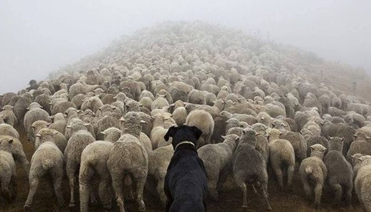 Елена Гунчева: "Само да ви напомня, че краят на овцете винаги е в кланицата"