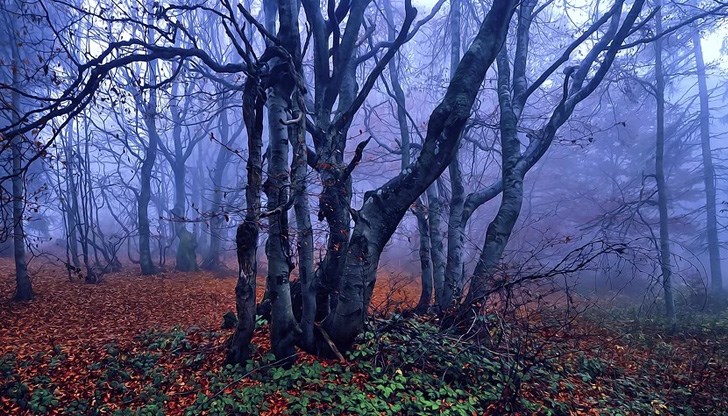 От средата на седмицата нататък ще има условия за мъгли привечер, нощем и рано сутрин От средата на седмицата нататък ще има условия за мъгли привечер, нощем и рано сутрин